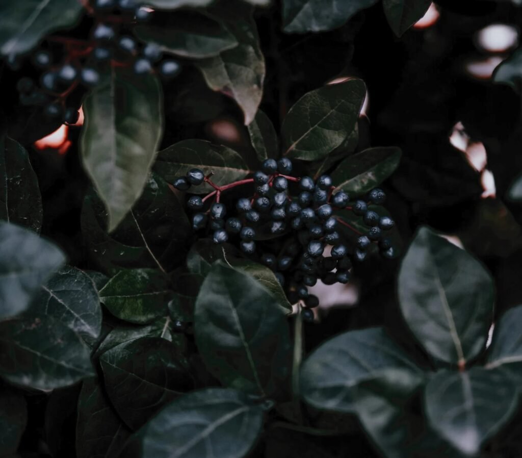 Sweet Bee Organics Natural Wisdom, Wellness Through All Life Stages. 1 imgi 153 Sweet Bee Organics Elderberry Elixir Elderberries 2e409786 6705 4df3 8a17 ca98dcb82628