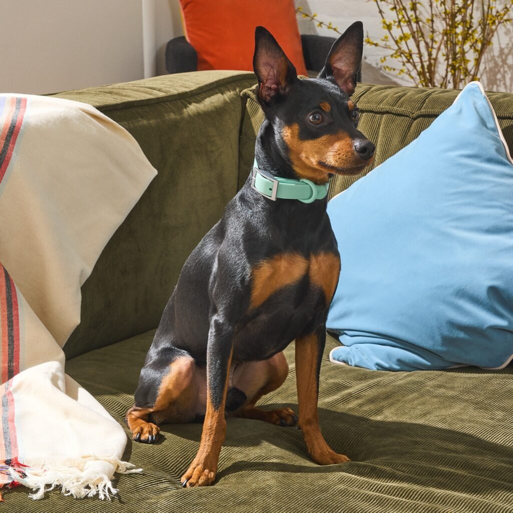 Wild One: The Design And Dog Life. 1 imgi 68 WO VM Studio PDP WalkandTreat Harness Moonstone Dog 01 f82f3410 dd45 49d8 b267 1589dec8c01a